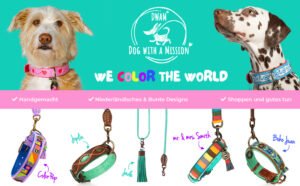 cachorro com coleira e plaquinha colorida