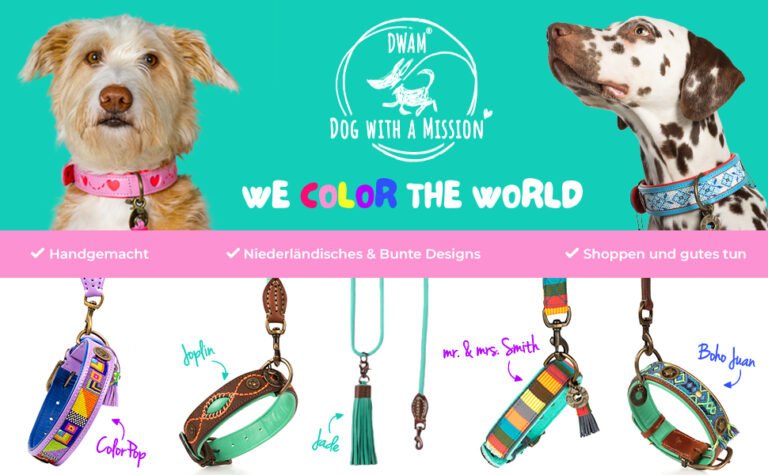 cachorro com coleira e plaquinha colorida