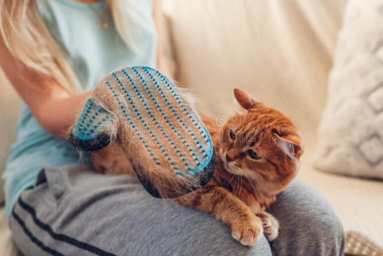 Como Funcionam as Luvas Para Tirar Pelo de Gato E Valem A Pena 8 Como Funcionam as Luvas Para Tirar Pelo de Gato E Valem A Pena